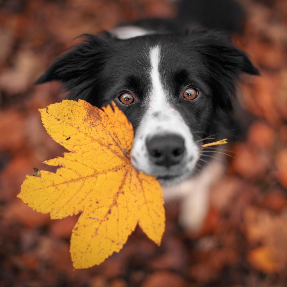 Paws & Relax Autumn Escape with Dinner from £75pp